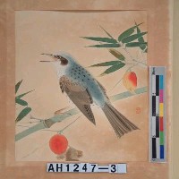 藏品(昭和11年『翠光花鳥版畫集』－鵯烏瓜)的圖片